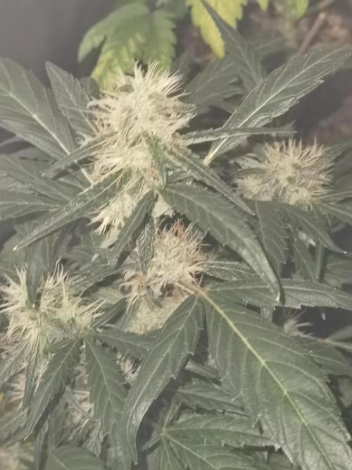 All starts at some Point!!. Week 8