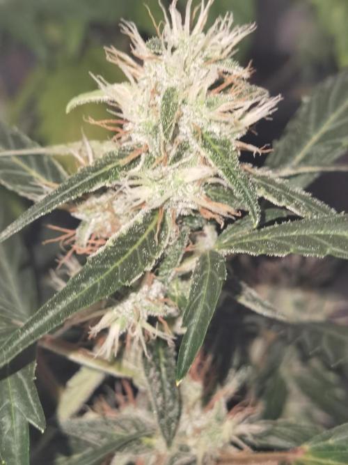 All starts at some Point!!. Week 8