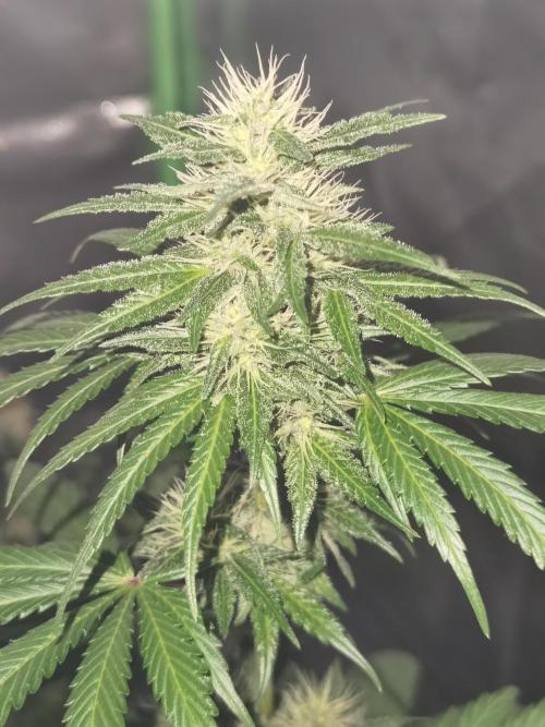 All starts at some Point!!. Week 8