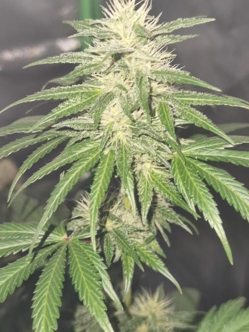 All starts at some Point!!. Week 8