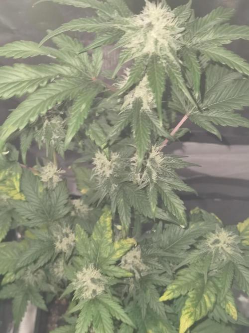 All starts at some Point!!. Week 8