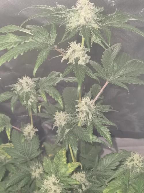 All starts at some Point!!. Week 8