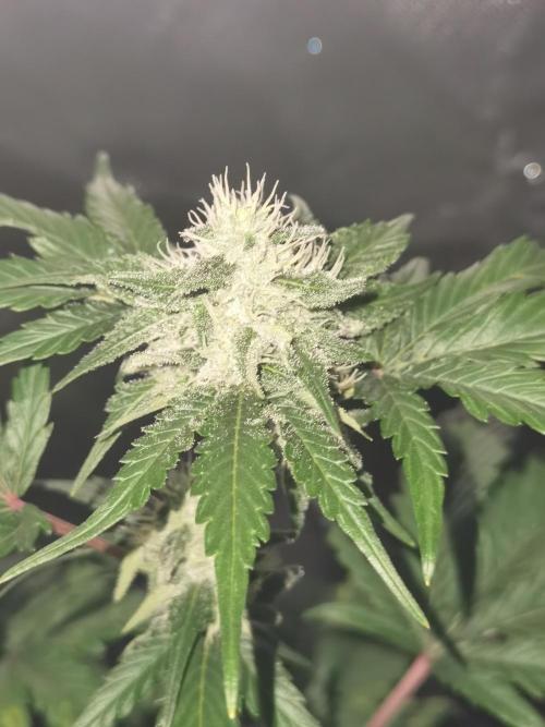 All starts at some Point!!. Week 8