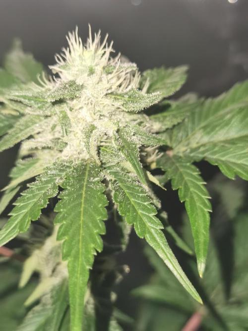 All starts at some Point!!. Week 8