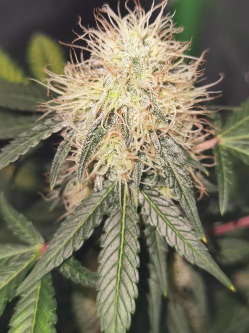 All starts at some Point!!. Week 8