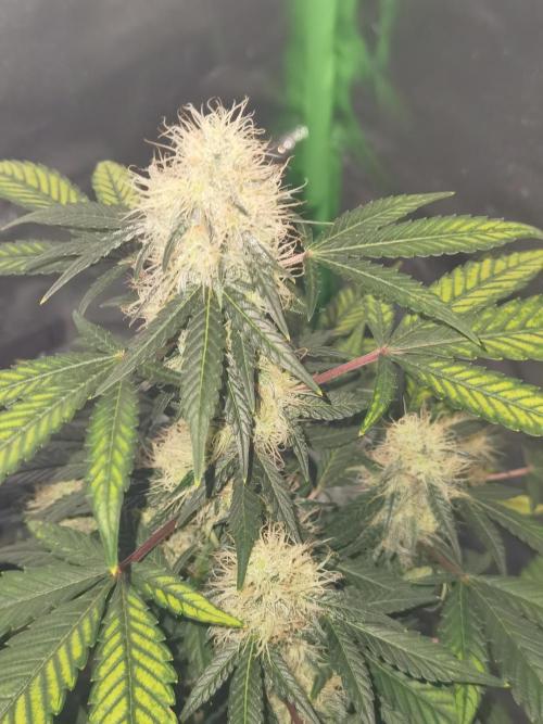All starts at some Point!!. Week 8