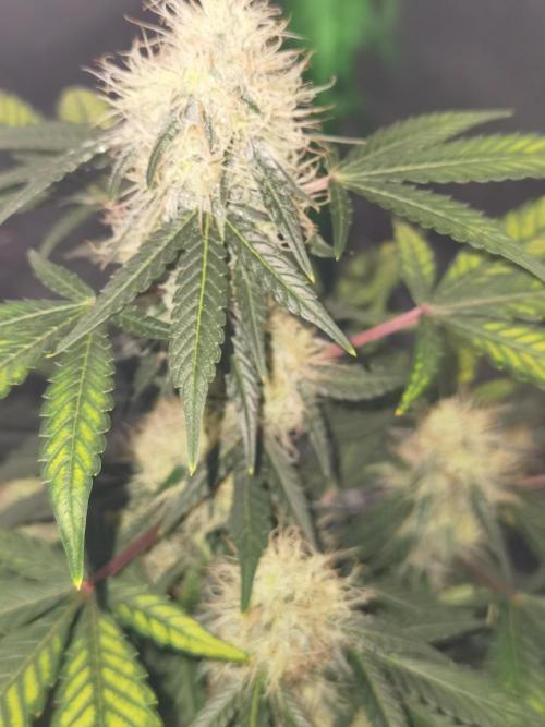 All starts at some Point!!. Week 8
