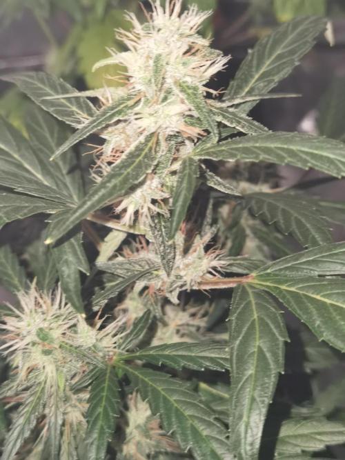All starts at some Point!!. Week 8