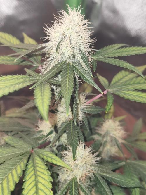 All starts at some Point!!. Week 8