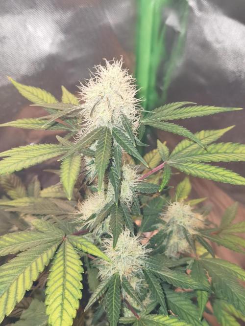 All starts at some Point!!. Week 8
