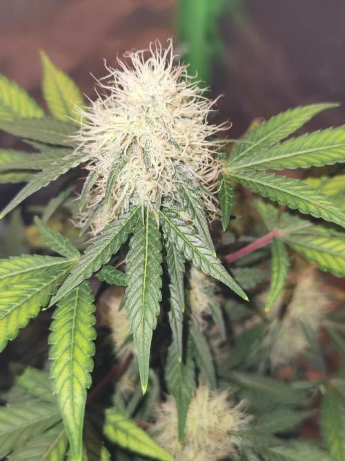 All starts at some Point!!. Week 8