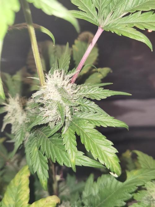 All starts at some Point!!. Week 8