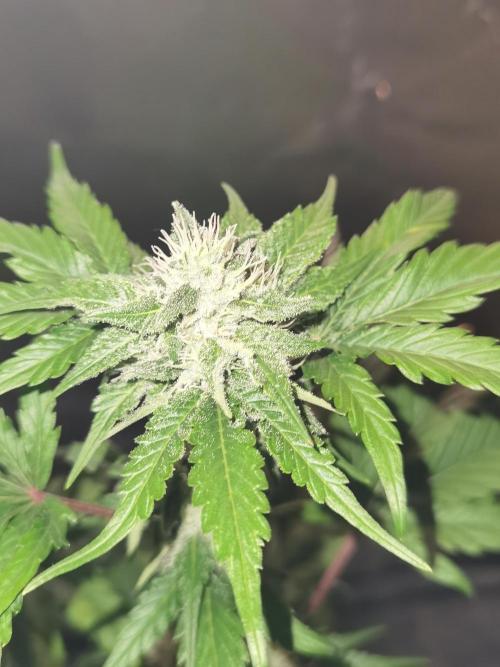All starts at some Point!!. Week 8