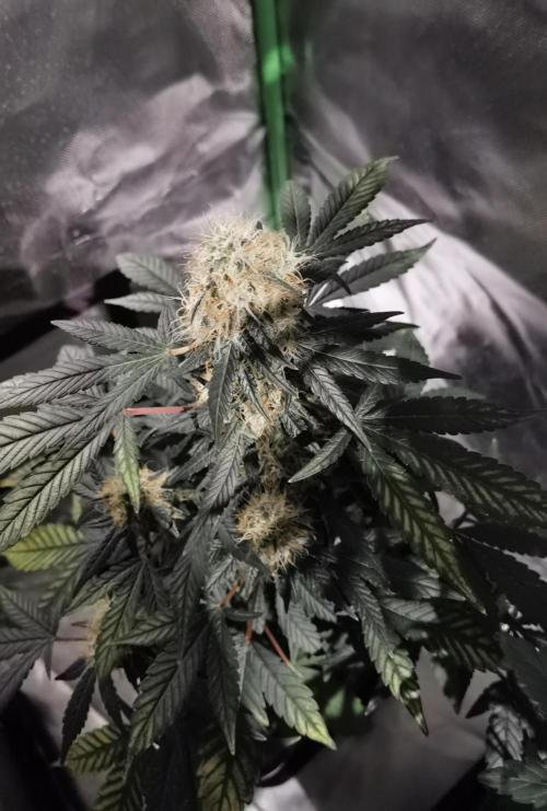 All starts at some Point!!. Week 9