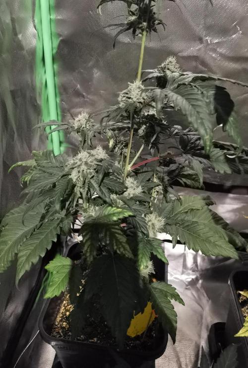 All starts at some Point!!. Week 9