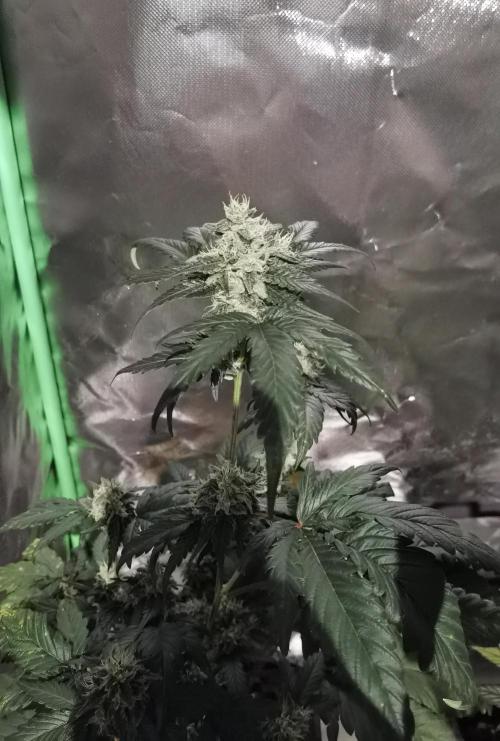 All starts at some Point!!. Week 9