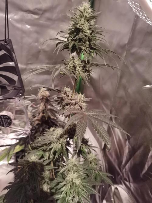 All starts at some Point!!. Week 9
