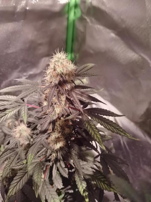 All starts at some Point!!. Week 9