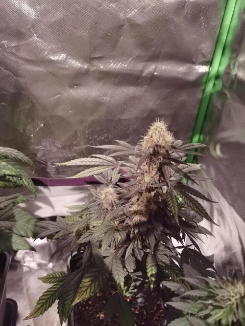 All starts at some Point!!. Week 9