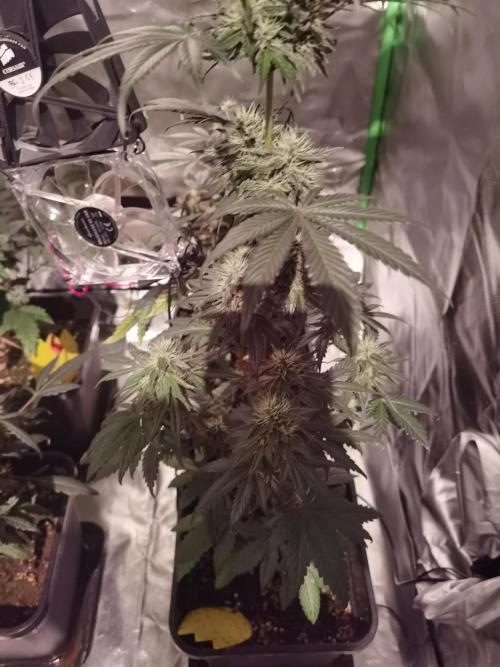 All starts at some Point!!. Week 9
