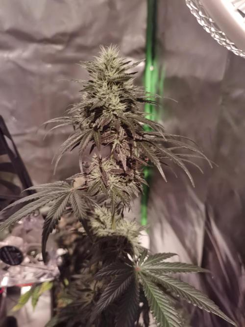 All starts at some Point!!. Week 9