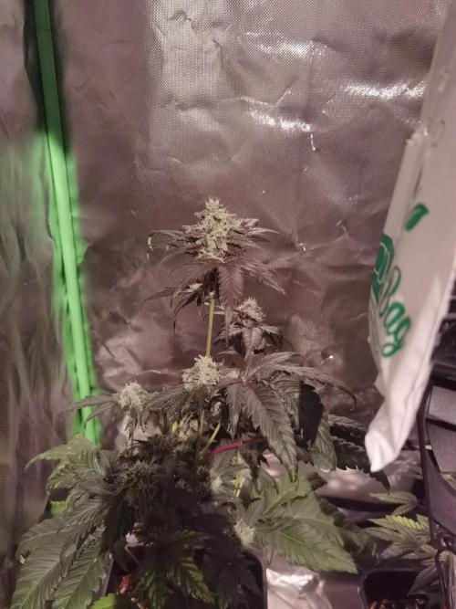 All starts at some Point!!. Week 9