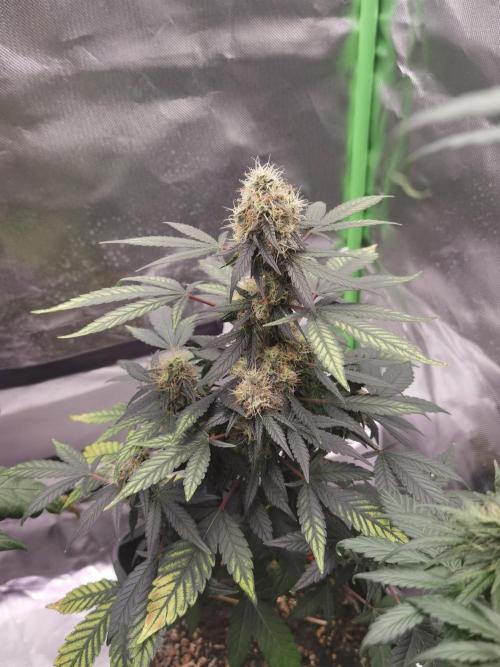 All starts at some Point!!. Week 9