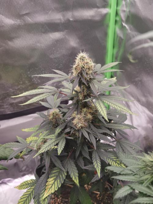 All starts at some Point!!. Week 9
