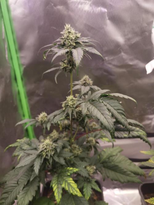 All starts at some Point!!. Week 9