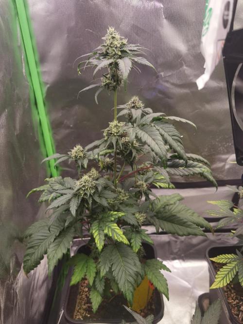 All starts at some Point!!. Week 9