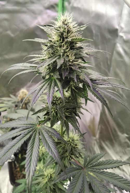 All starts at some Point!!. Week 9
