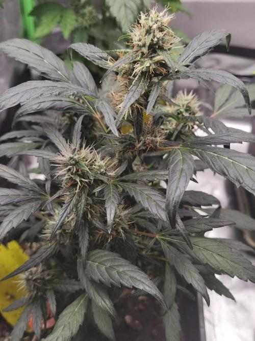 All starts at some Point!!. Week 9