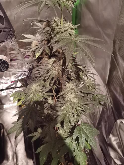 All starts at some Point!!. Week 9