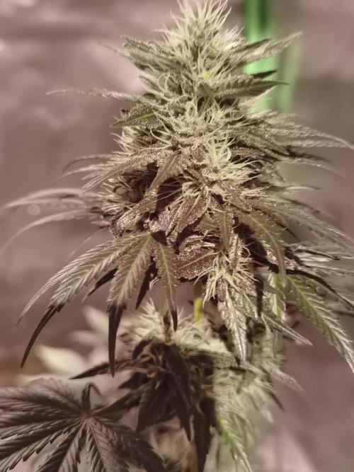All starts at some Point!!. Week 9