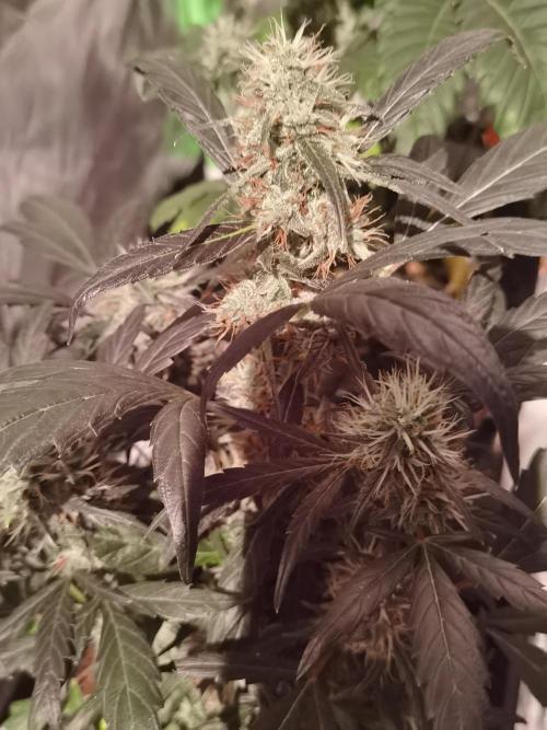 All starts at some Point!!. Week 9