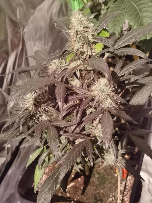 All starts at some Point!!. Week 9