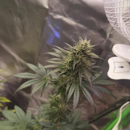 All starts at some Point!!. Week 9