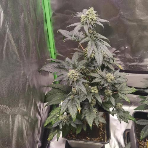 All starts at some Point!!. Week 10