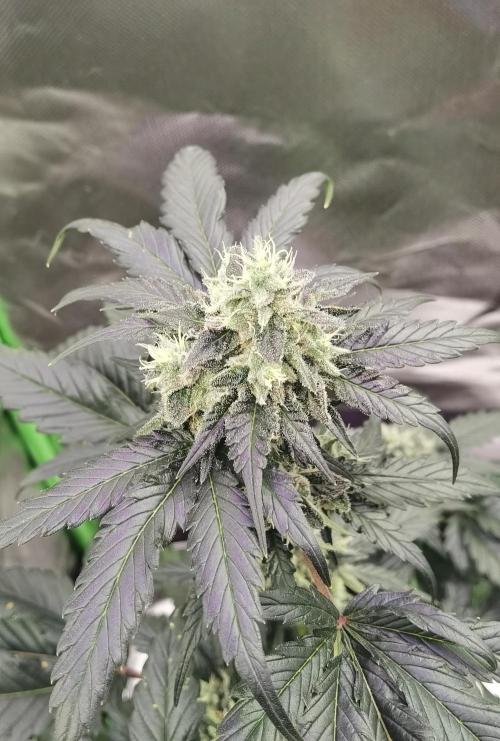 All starts at some Point!!. Week 10