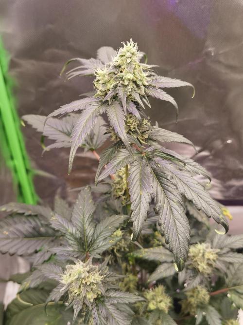 All starts at some Point!!. Week 10