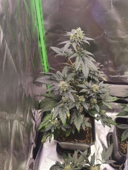 All starts at some Point!!. Week 10