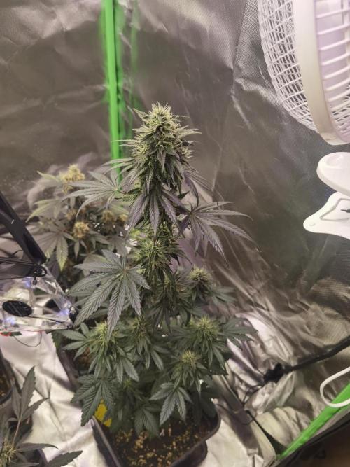 All starts at some Point!!. Week 10