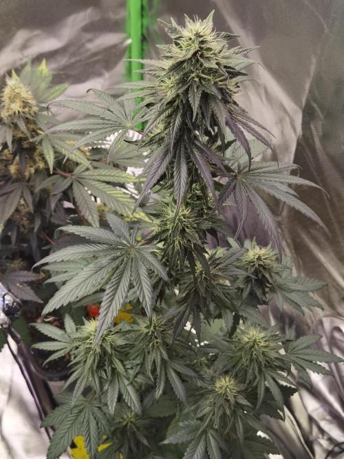 All starts at some Point!!. Week 10