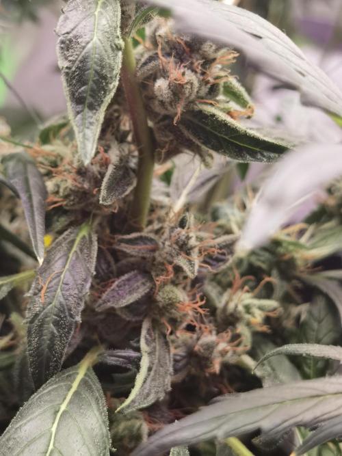 All starts at some Point!!. Week 11