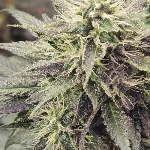 All starts at some Point!!. Week 11