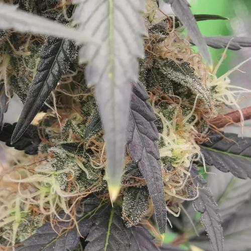 All starts at some Point!!. Week 11