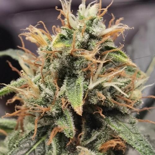All starts at some Point!!. Week 11