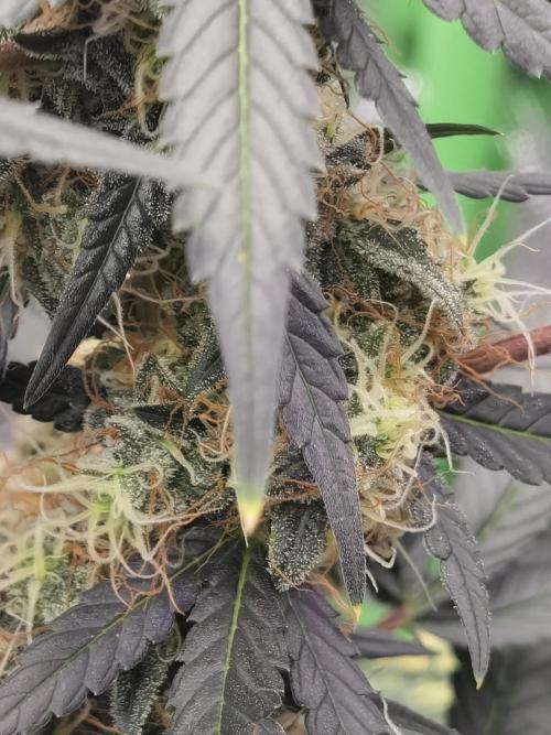 All starts at some Point!!. Week 11