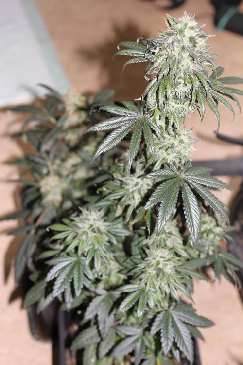 All starts at some Point!!. Week 12