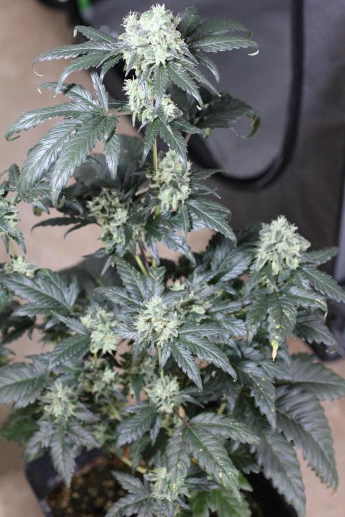 All starts at some Point!!. Week 12